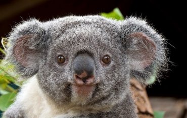 В Австралии коала устроила масштабное ДТП
