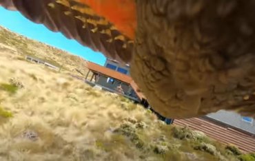 В Новой Зеландии попугай украл камеру и снял свой полет