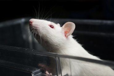 «Органический компьютер» создан из мозгов крыс