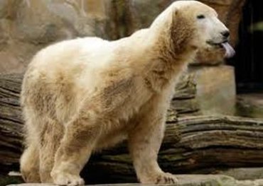 Какая связь между белыми и бурыми медведями