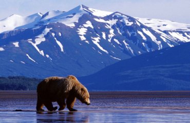 Теперь Россия хочет вернуть себе Аляску?