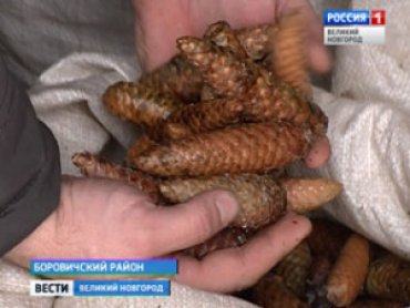Их ответ кризису:в России рекордный урожай шишек