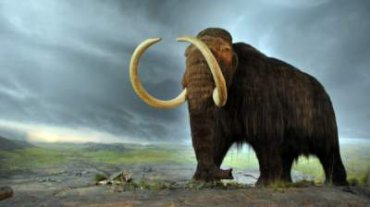 Ученые выяснили, как исчезли мамонты с евразийского континента