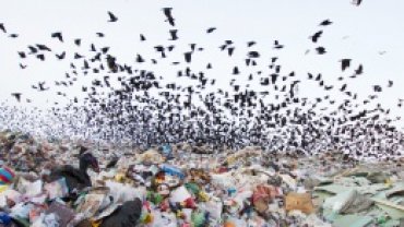 Как изменится тариф на вывоз мусора — предложения депутатов и экспертов
