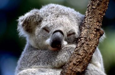 Правительство Австралии потратило почти полмиллиона долларов на «обнимашки» с коалами