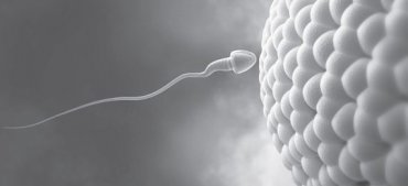 Ученые выяснили, отчего сперматозоиды собираются в стаи