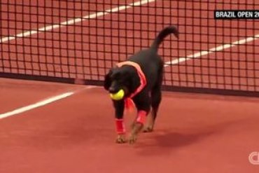 На турнире в Бразилии мячи теннисистам будут подавать собаки