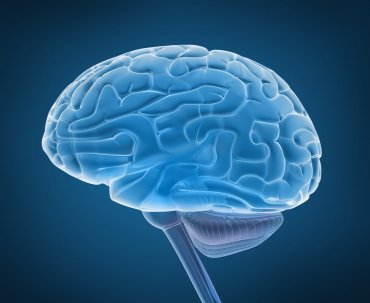 Ученые зафиксировали случай мозговой активности после смерти