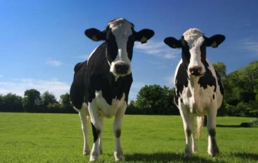 Из Турции депортируют голландских коров