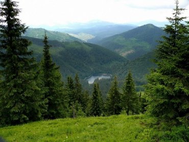 Леса Украины поглощают лишь 7% парниковых газов