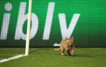 УЕФА может наказать «Бешикташ» из-за кота