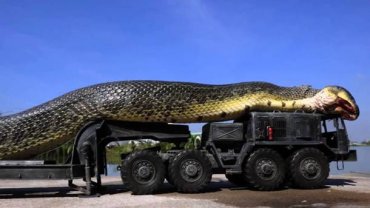 В результате потепления змеи станут размером с автобус