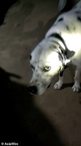 Собака-герой: Пёс спас семью от кобры ценой своей жизни