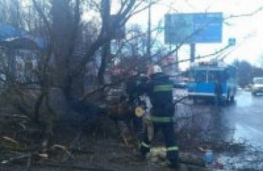 В Виннице на 11-летнюю девочку упало дерево