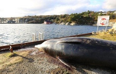На Филиппинах в теле погибшего кита нашли 40 килограммов пластика