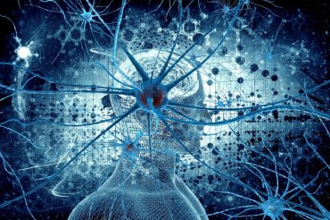 В Великобритании исследователи научили искусственный мини-мозг управлять мышцами