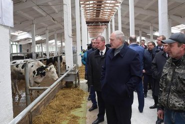 Лукашенко уволил губернатора из-за «обосранных» коров