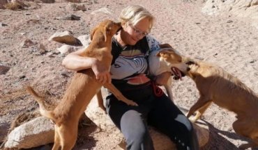 В Египте бездомные собаки съели женщину, которая о них заботилась