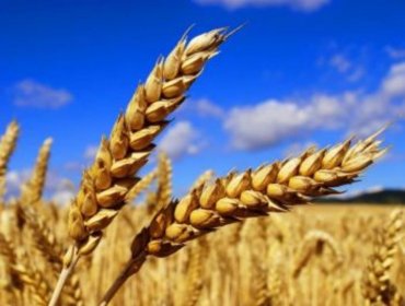 Украина сменила главного покупателя пшеницы