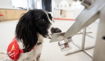 В Британии собак научат определять коронавирус по запаху