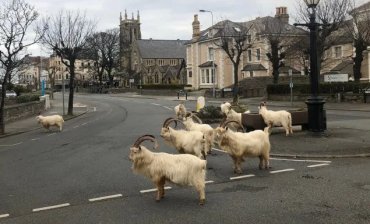 В опустевший из-за карантина город в Уэльсе пришли горные козы