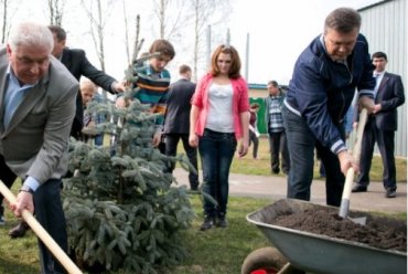 Янукович на субботнике посадил елку
