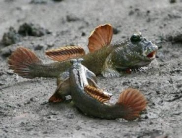 Ученые обнаружили рыб с ногами