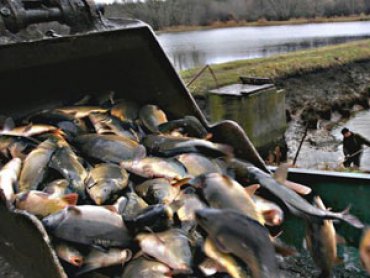 Агентство по рыбному хозяйству связано с криминальными элементами