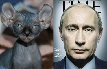 Лысые кошки, которые похожи на Путина