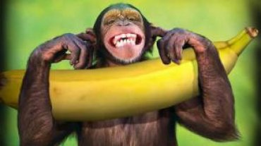 Ученые выяснили, что обезьяны умеют разговаривать