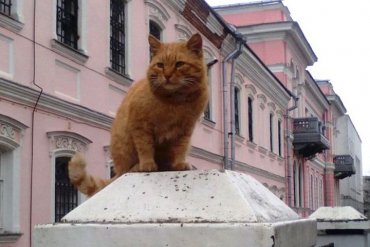 Подмосковный музей принял на работу рыжего кота