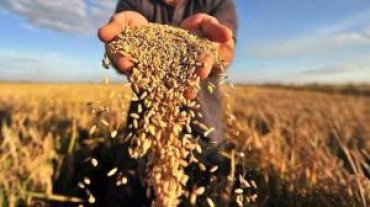 Украина идет на новый рекорд по экспорту зерна