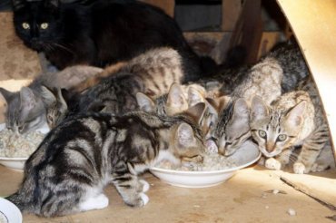 В России судебные приставы конфисковали у семьи должников 34 кошки