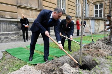 Львовский губернатор сжал деревья на коврике из искусственной травы