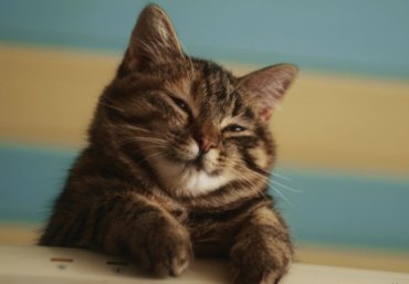Ученые выяснили, что домашние коты умеют притворяться