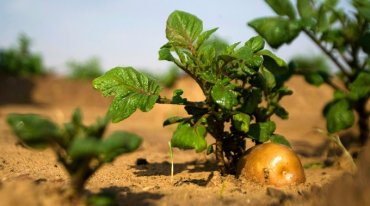 Китай к концу года будет выращивать картофель на Луне