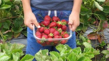 В Украине собрали первый урожай клубники: цены достигают 300 гривен