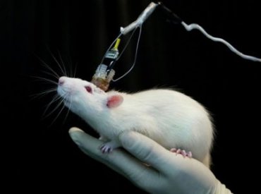 Ученые пересадили в голову мыши крошечный человеческий мозг