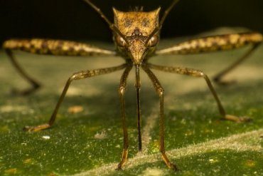 В Китае обнаружили комара гигантских размеров