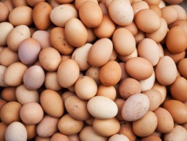 Большие яйца: Украина стала крупнейшим экспортером яиц в ЕС