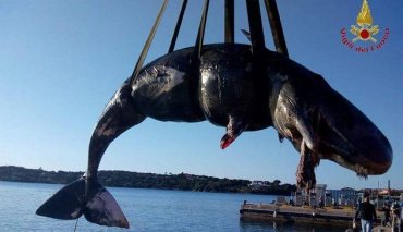 В Италии в теле беременной самки кита нашли 22 килограмма пластика