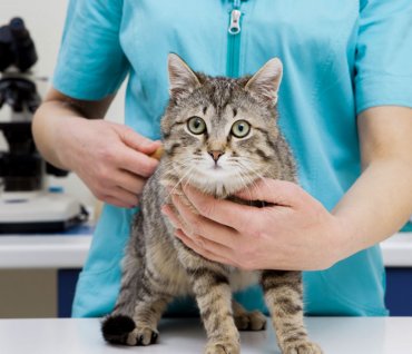 Американские ученые отказались от опытов на кошках