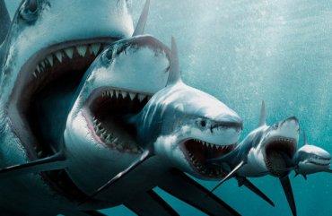 Биологи надели камеры на белых (и очень злых) акул