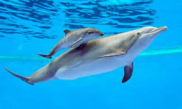 Дельфинам предсказали полное вымирание