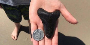 Школьница из США нашла на пляже клык доисторической акулы