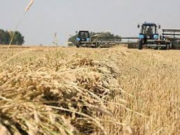 Украина увеличила экспорт зерна на четверть