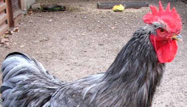 Украина вошла в десятку мировых экспортеров курятины