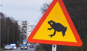 В Эстонии из-за лягушек перекрыли трассу