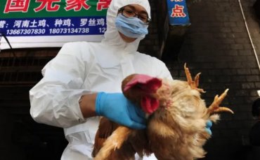 В Китае человек впервые заразился птичьим гриппом H3N8