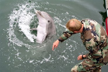 Россия развернула отряды боевых дельфинов для защиты своих военных кораблей